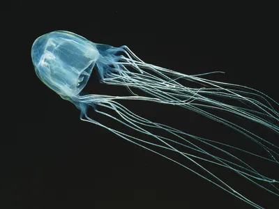marine life injuries : jellyfish