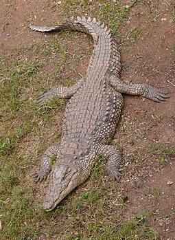 marine life injuries : crocodile
